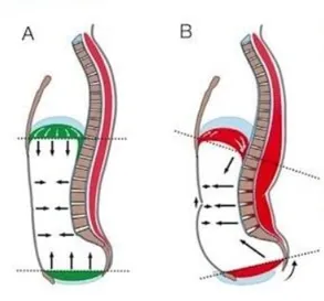 Back pain stability chain - poor